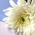 生花のイメージ